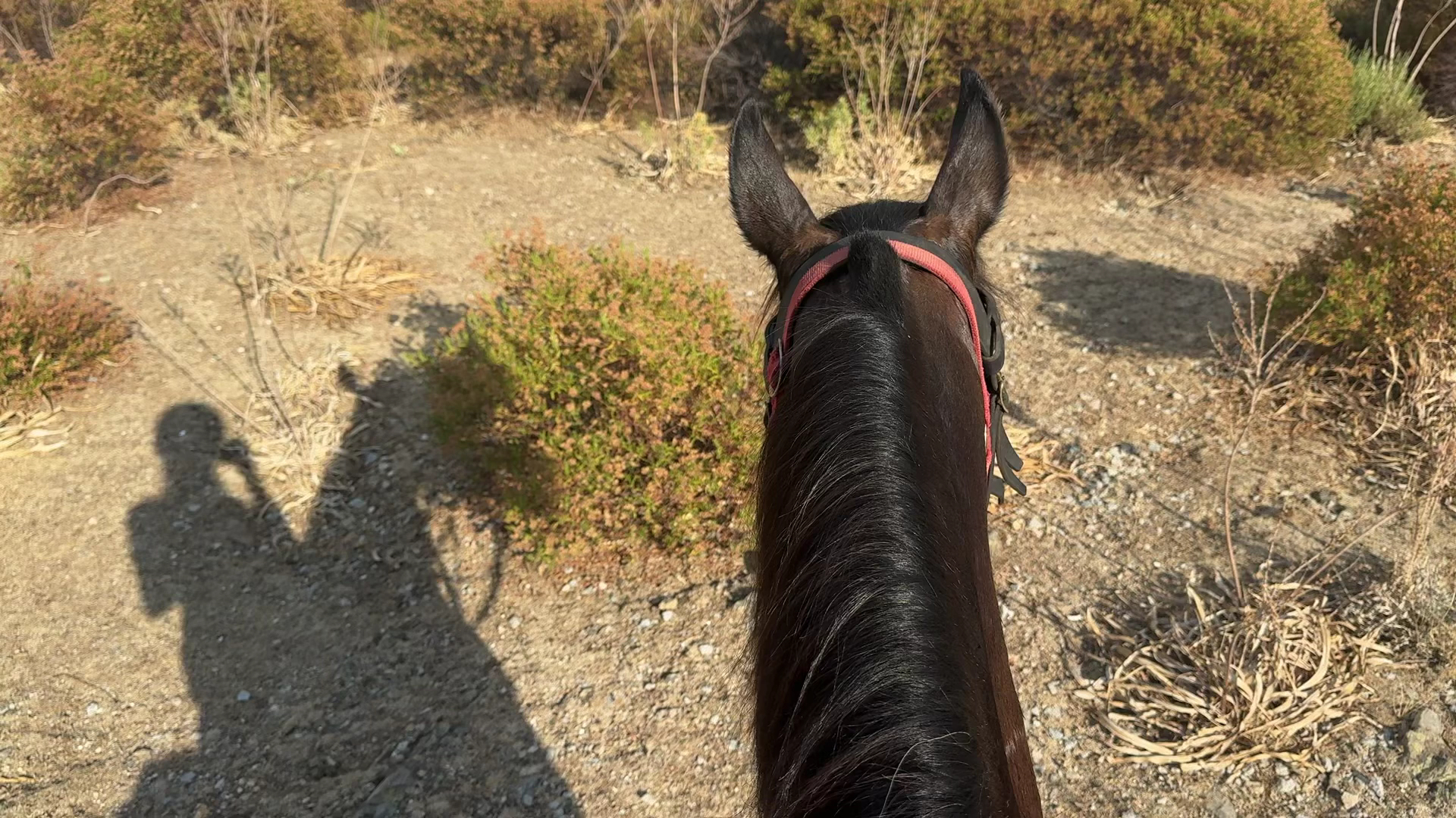 A.S.D. SELLA SARDA - Escursione e gite a cavallo in Sardegna / Horse riding tours in Sardinia