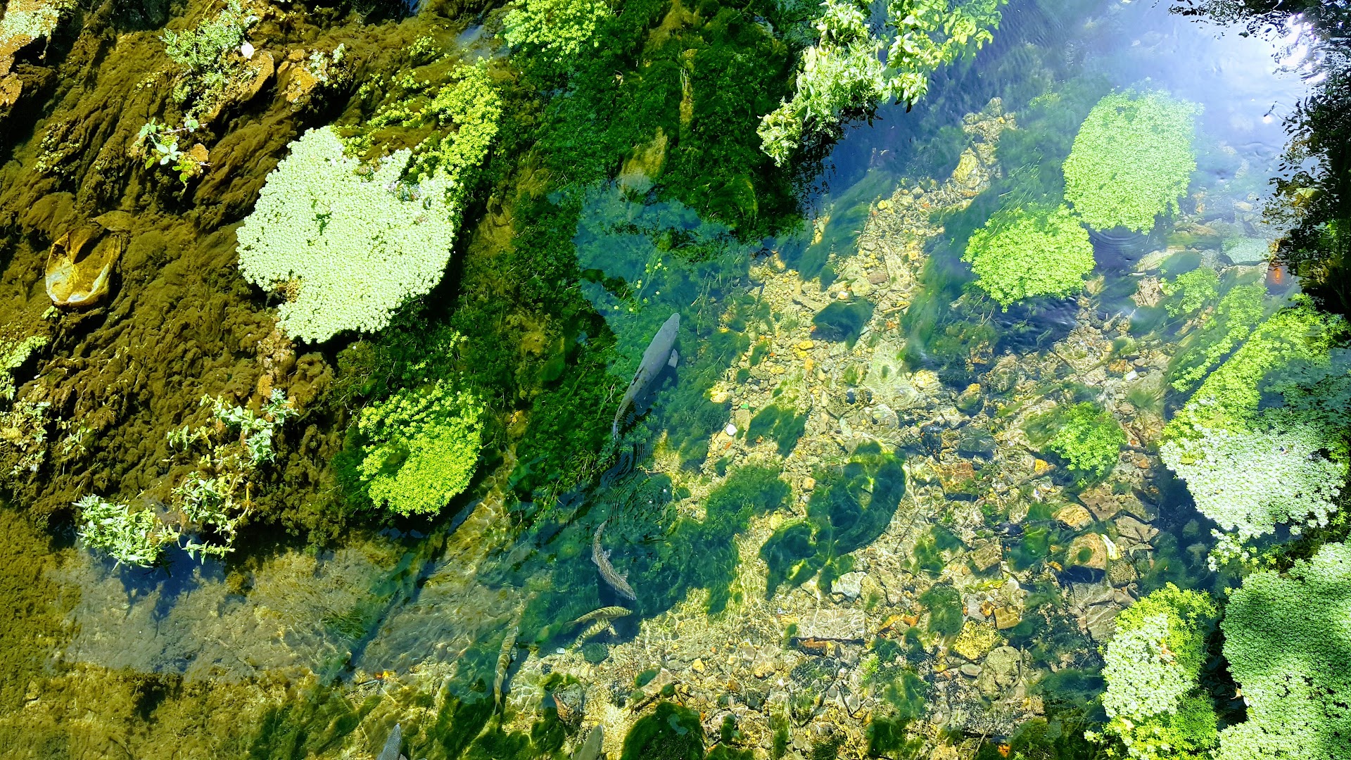 Acqua & Sapone