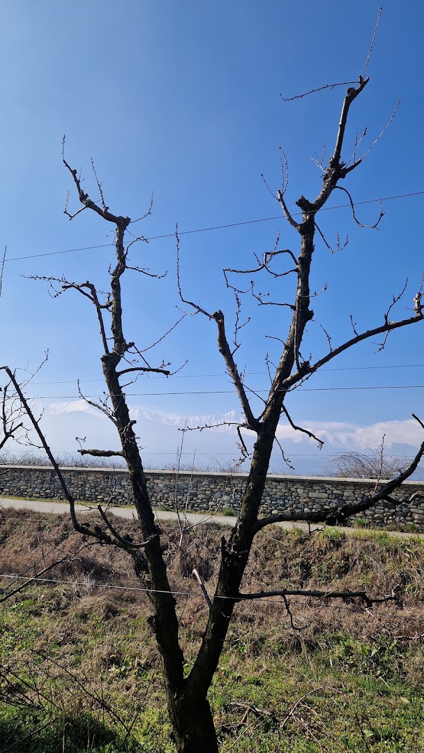 Agraria Ape Contadina