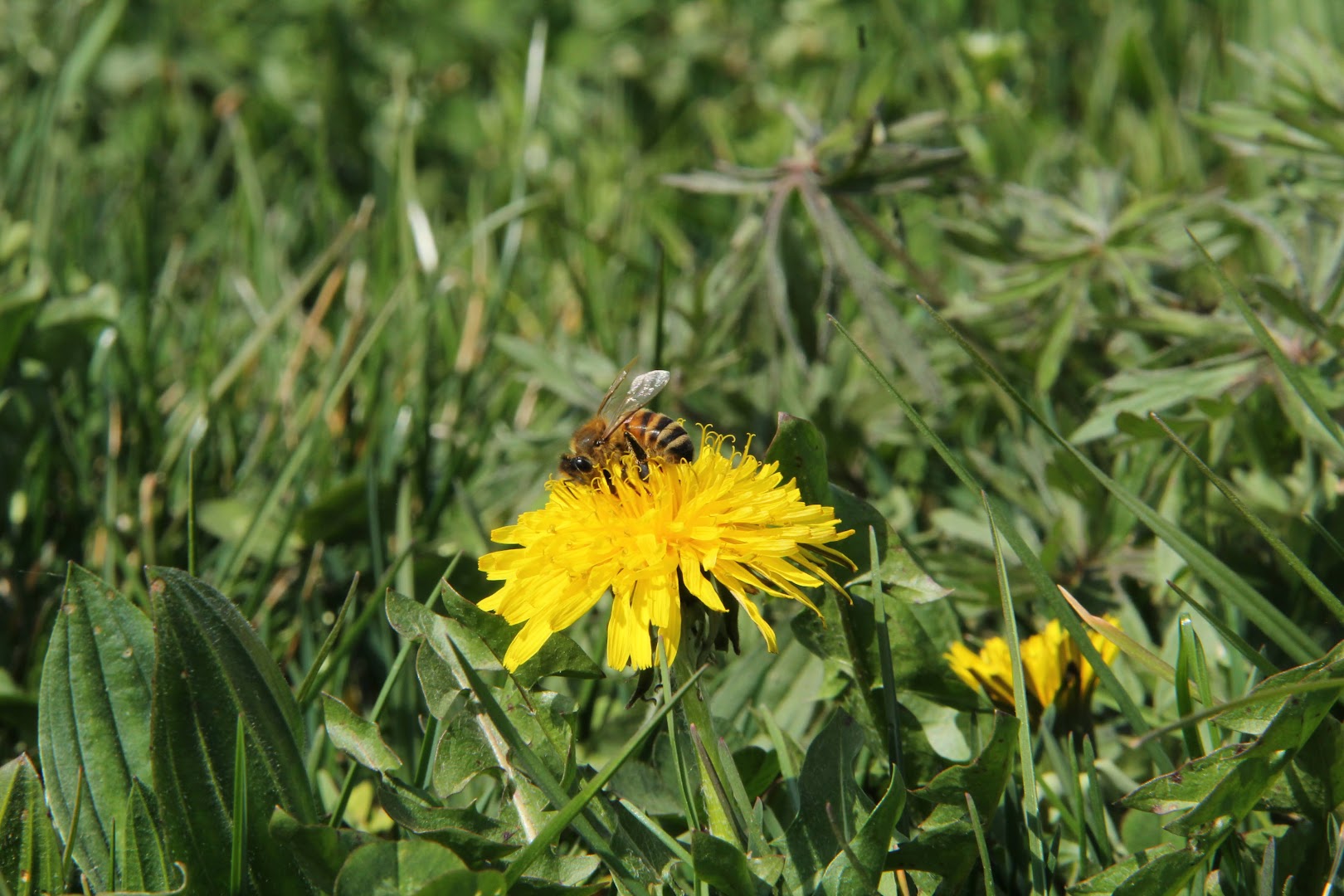 Agraria Ape Contadina