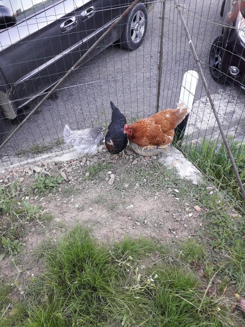 Agraria Arquata (S.N.C)