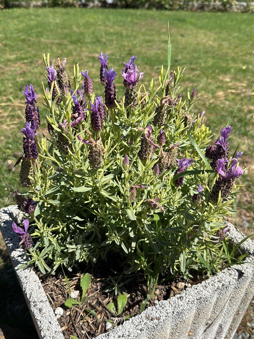 Agraria Arquata (S.N.C)