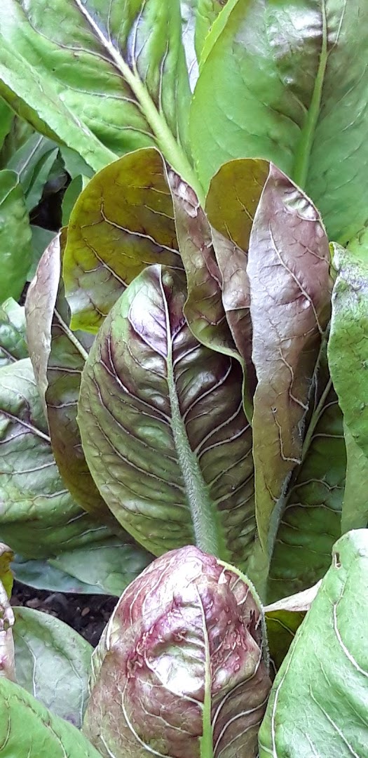 Agraria Trifoglio D'Oro Sas