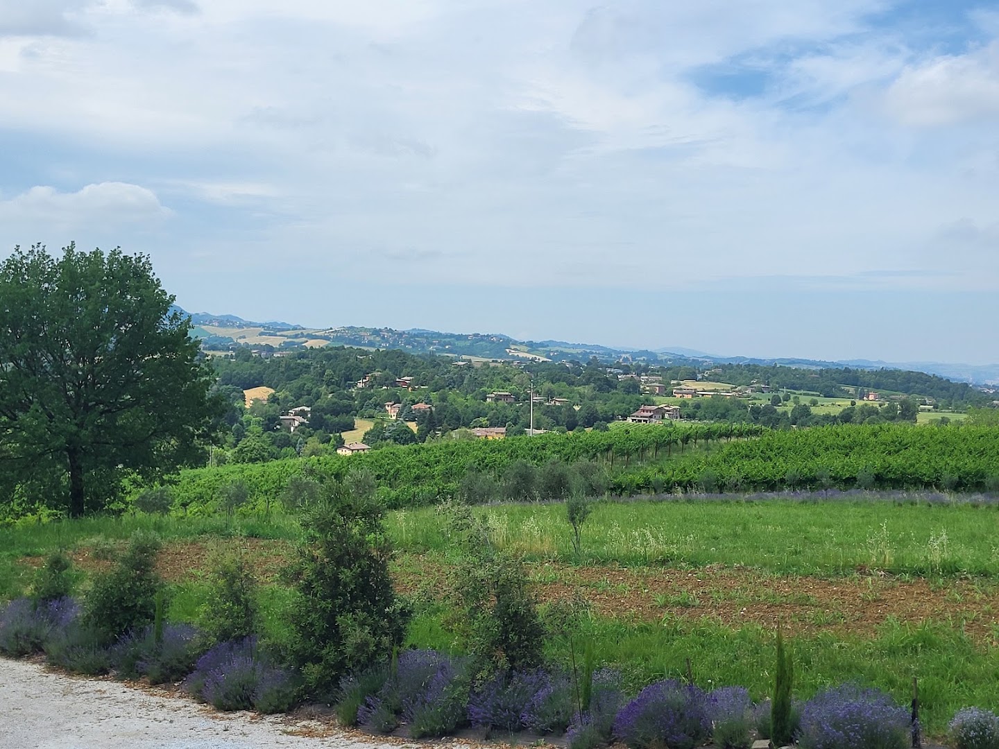 Agriturismo e Acetaia La Vedetta
