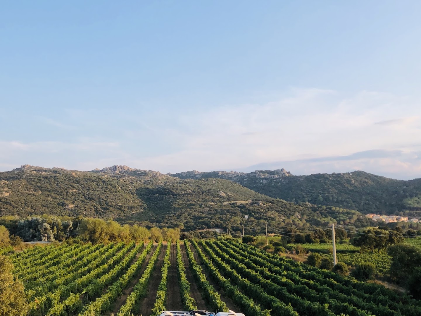 Agriturismo il Vermentino - Cantina Tani Vini