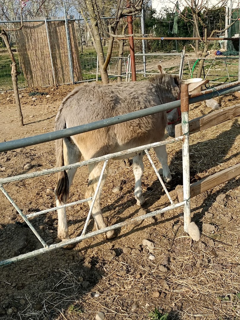 Agriturismo Pajo