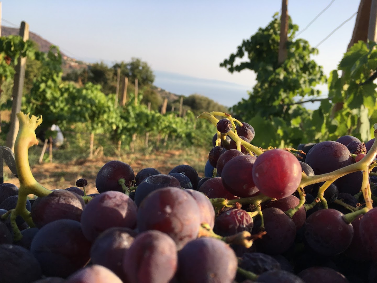 Agriturismo Seaview