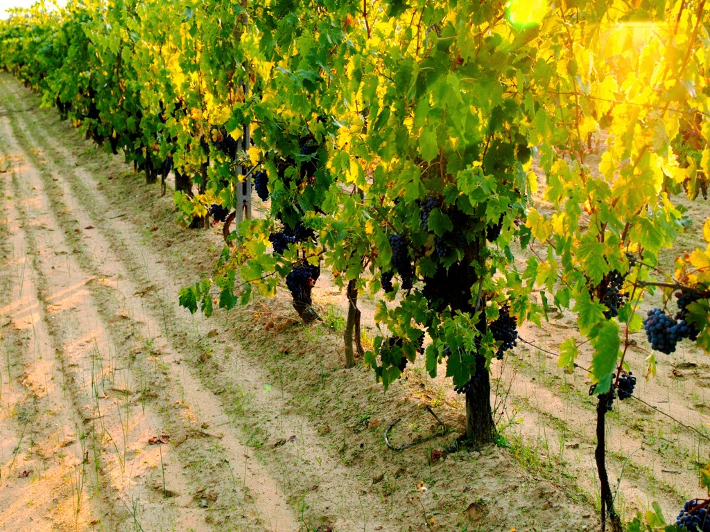 Agriturismo TIBERIO