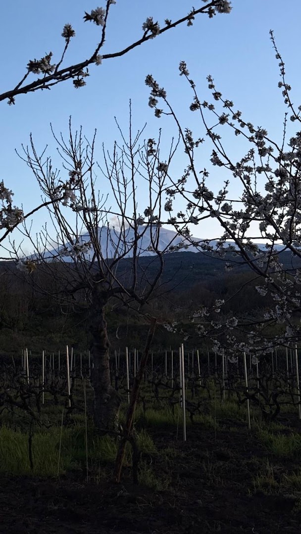 Aitala Vini dell'Etna