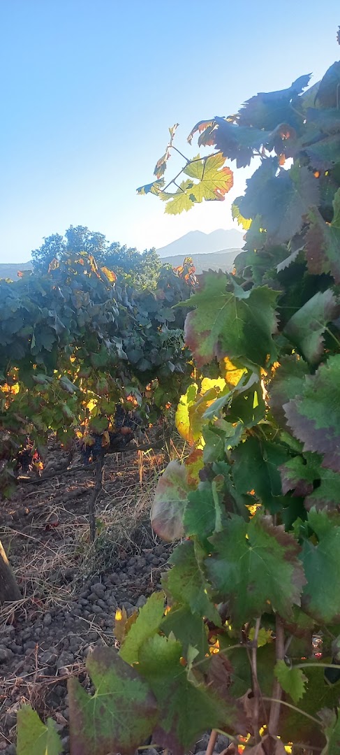 Aitala Vini dell'Etna, Linguaglossa