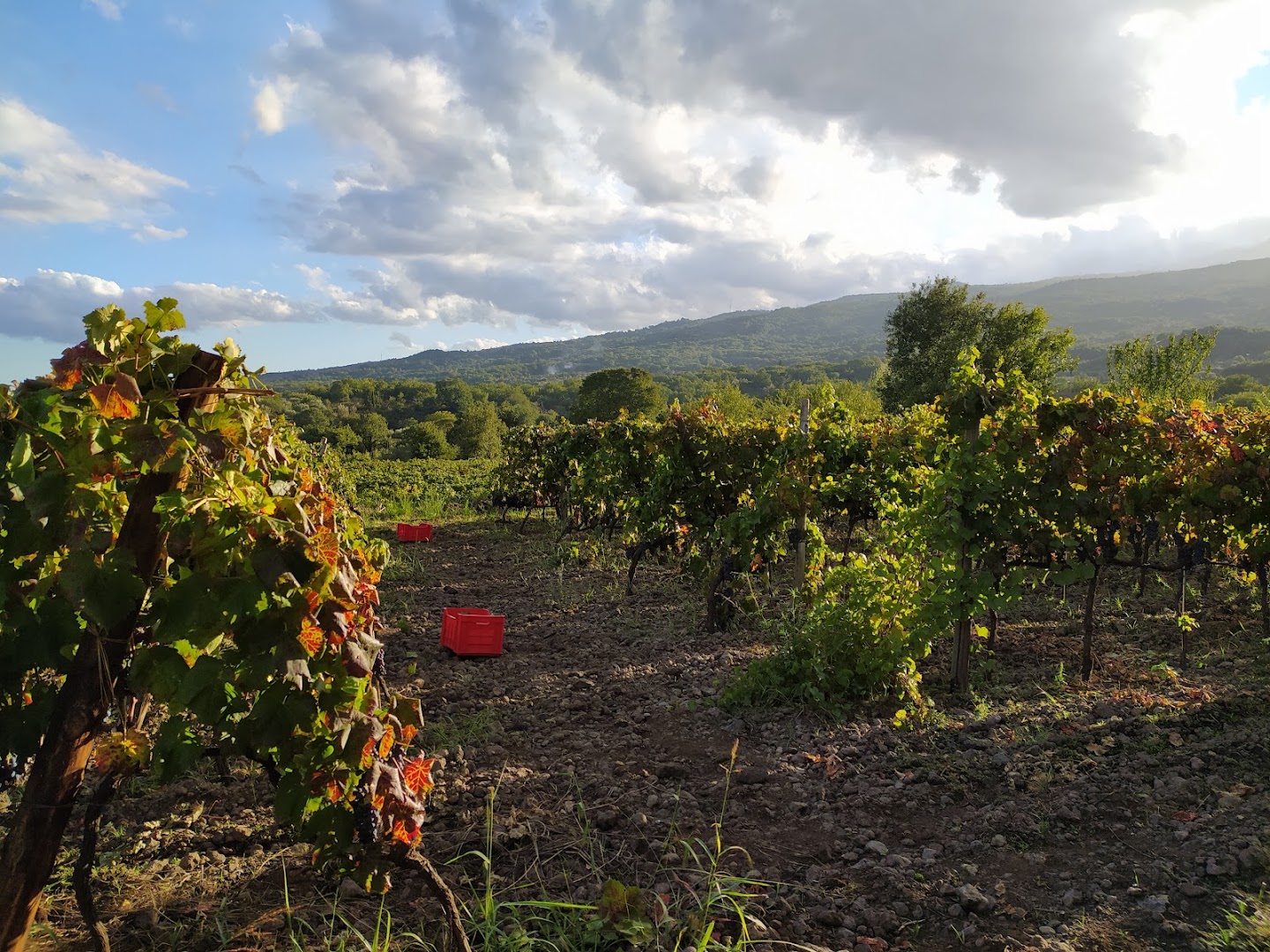 Aitala Vini dell'Etna