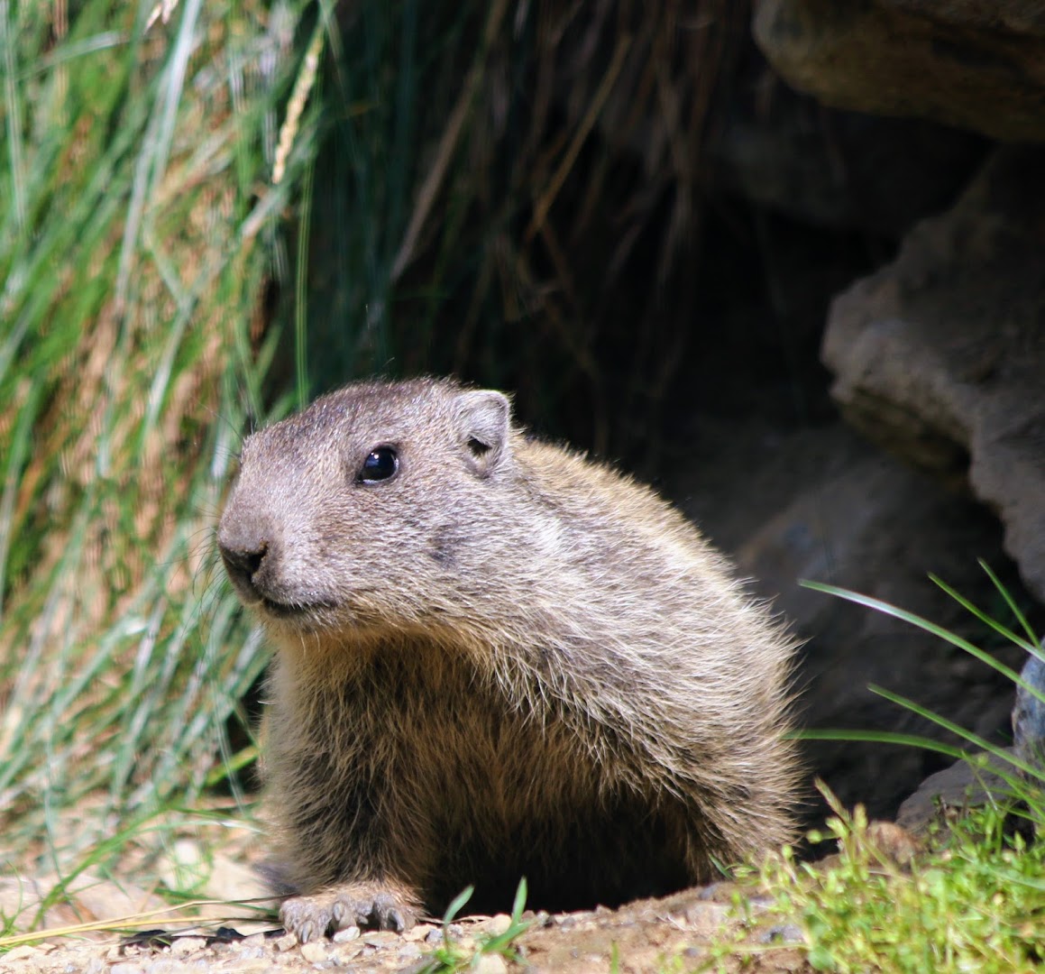 Al Villaggio delle Marmotte