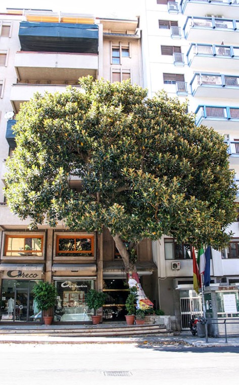 Albero Falcone, Palermo