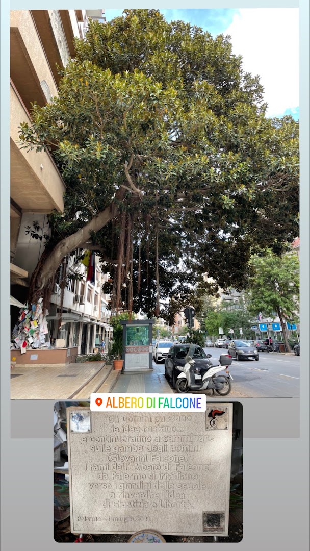 Albero Falcone