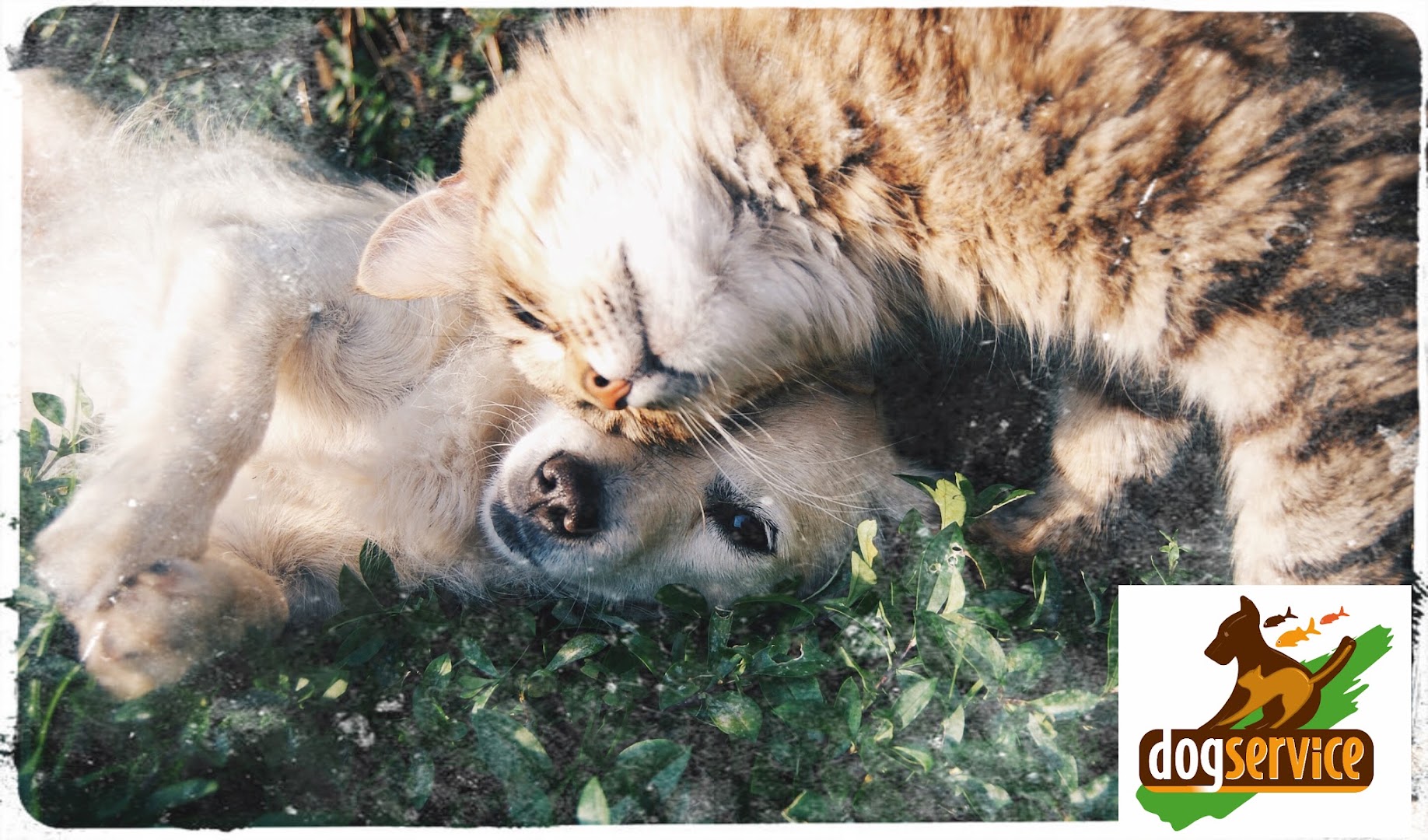 Alimenti e Prodotti per Animali Dog Service