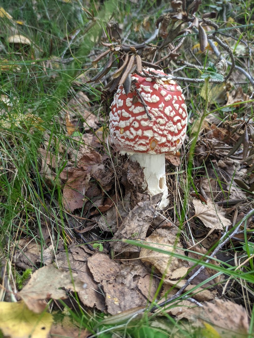 Alpe Meggiana