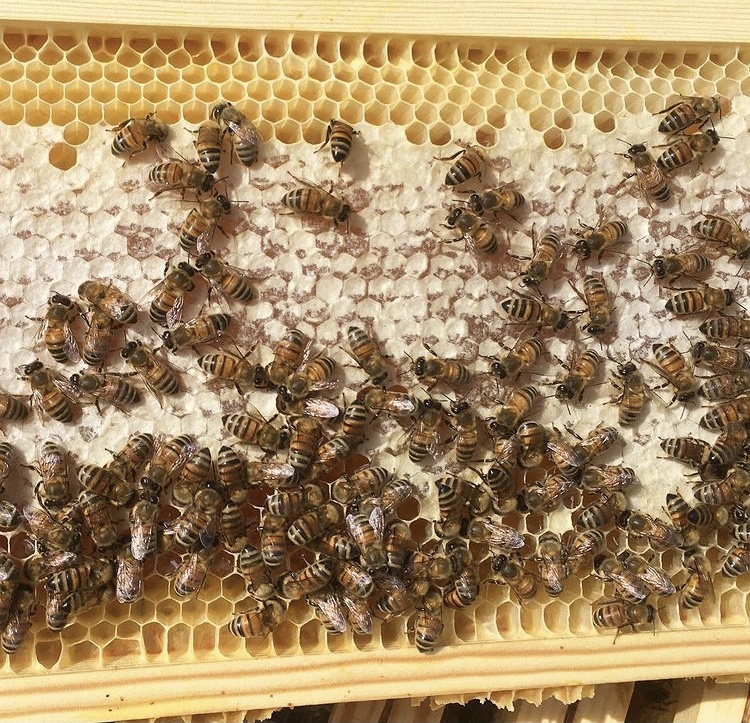 Apicoltura Scagliotti, Voghera