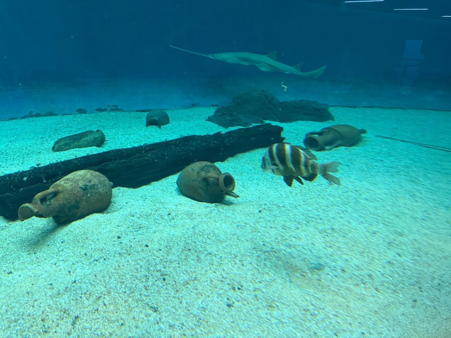 Aquarium parco giochi al coperto, Pontedassio
