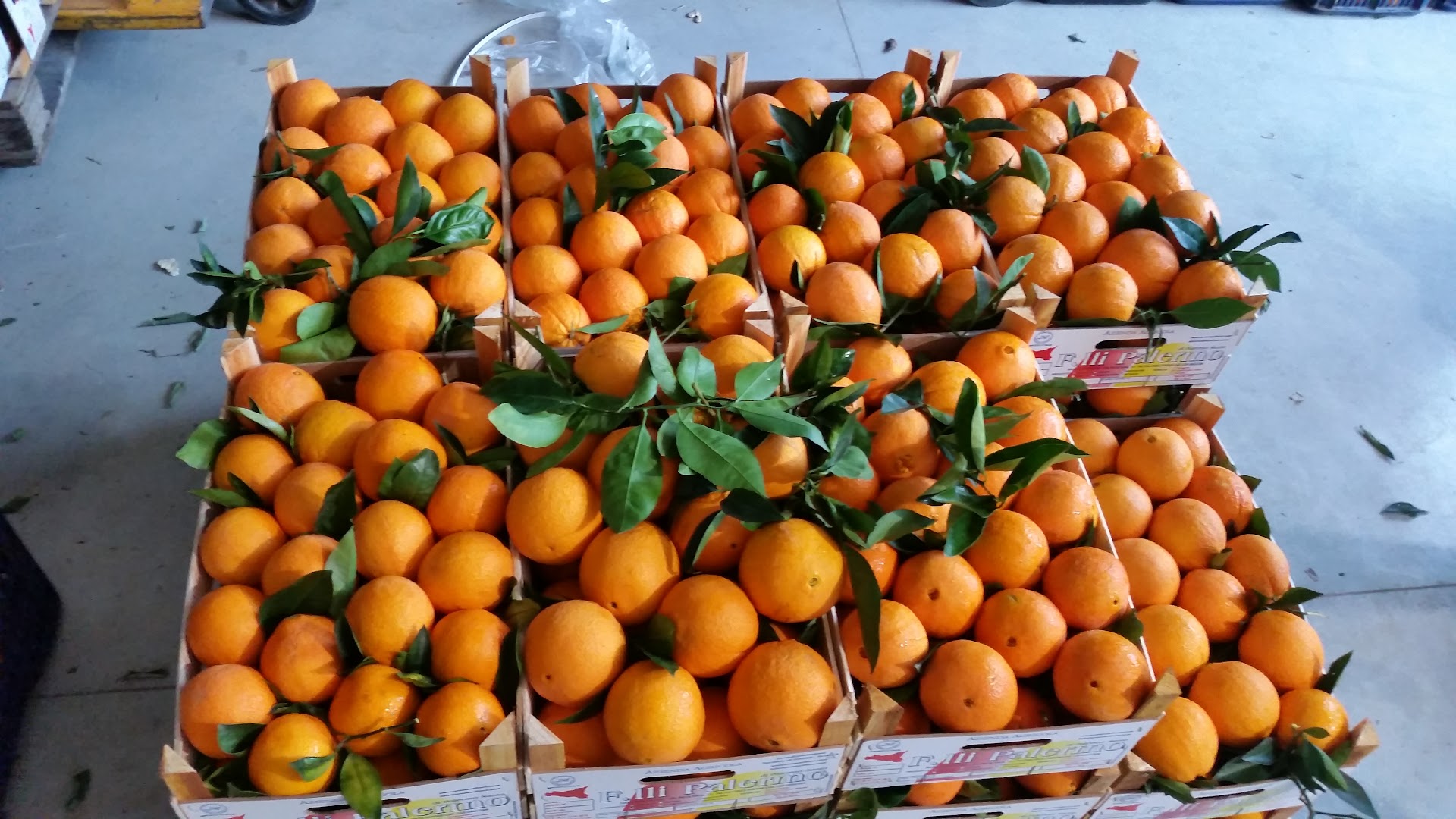 ARANCE DI RIBERA DOP. Azienda Agricola f.lli Palermo, Ribera