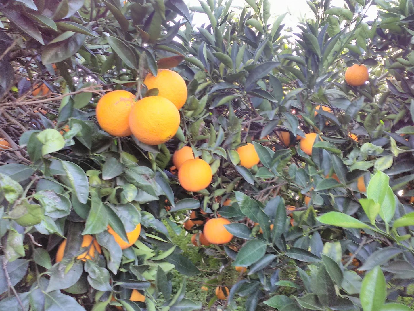 ARANCE DI RIBERA DOP. Azienda Agricola f.lli Palermo