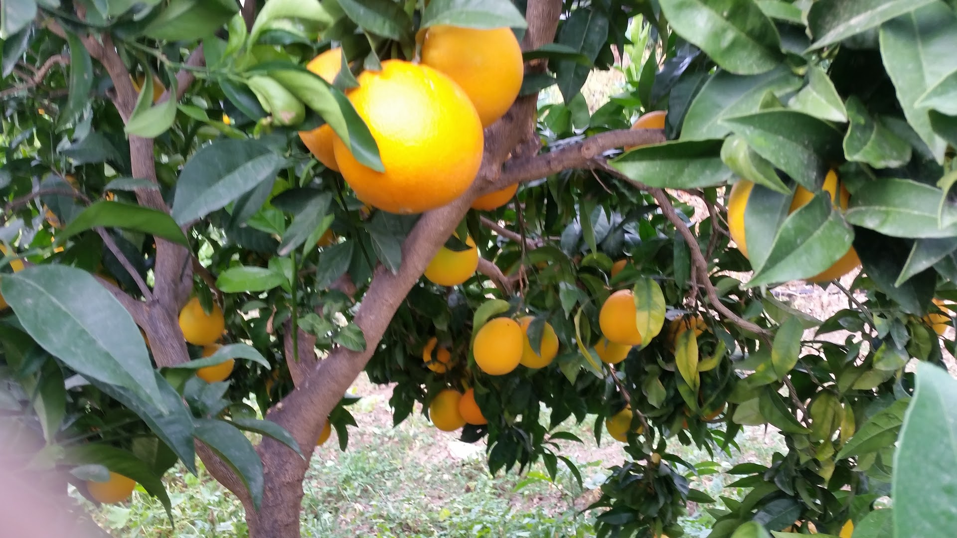 ARANCE DI RIBERA DOP. Azienda Agricola f.lli Palermo