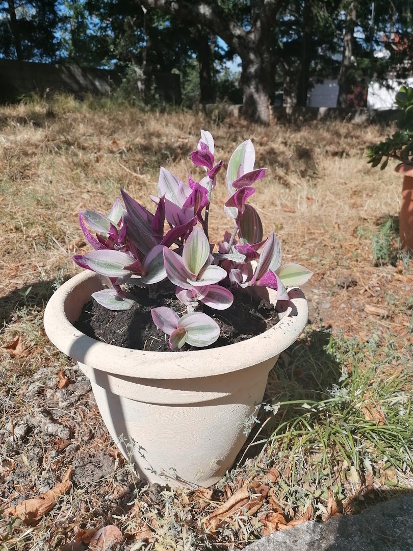 Armonia Del Verde Di Francesco Curcio