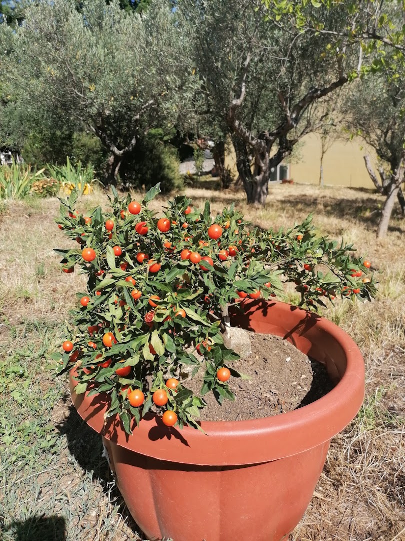 Armonia Del Verde Di Francesco Curcio