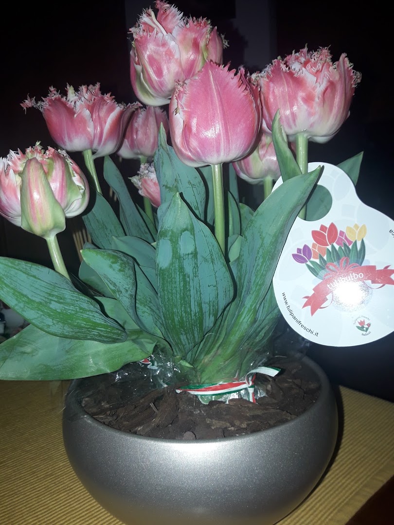Arteflor fiori e piante di Tesoro Vito, Bisceglie