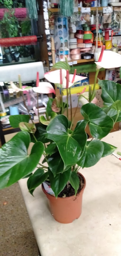 Arteflor fiori e piante di Tesoro Vito