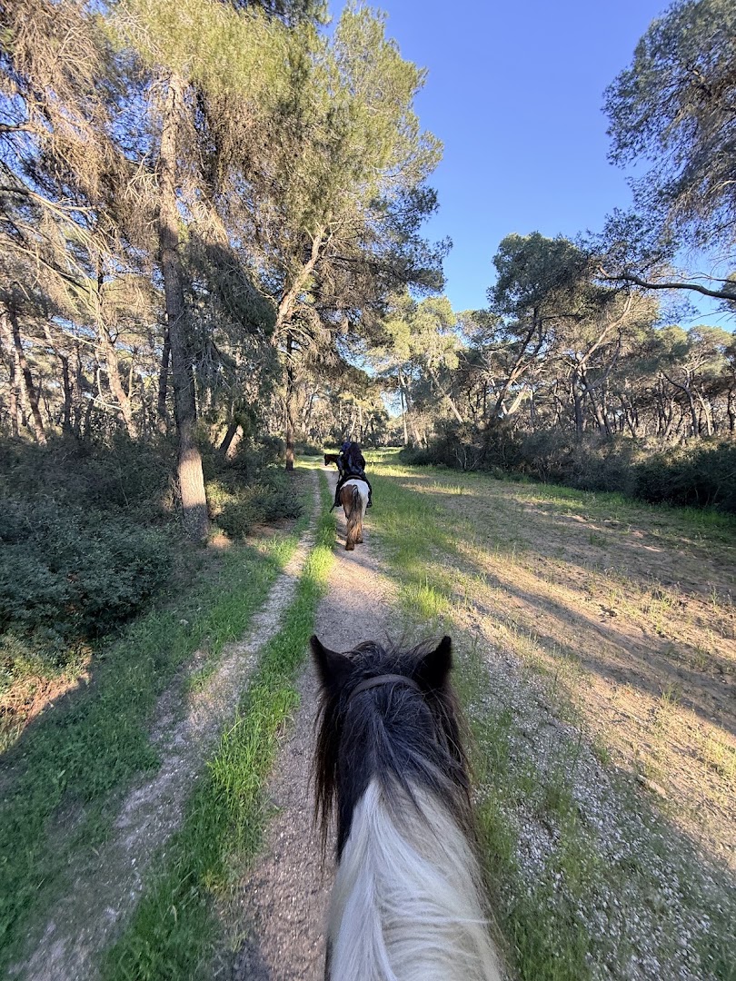 ASD APS Family Horses centro equestre