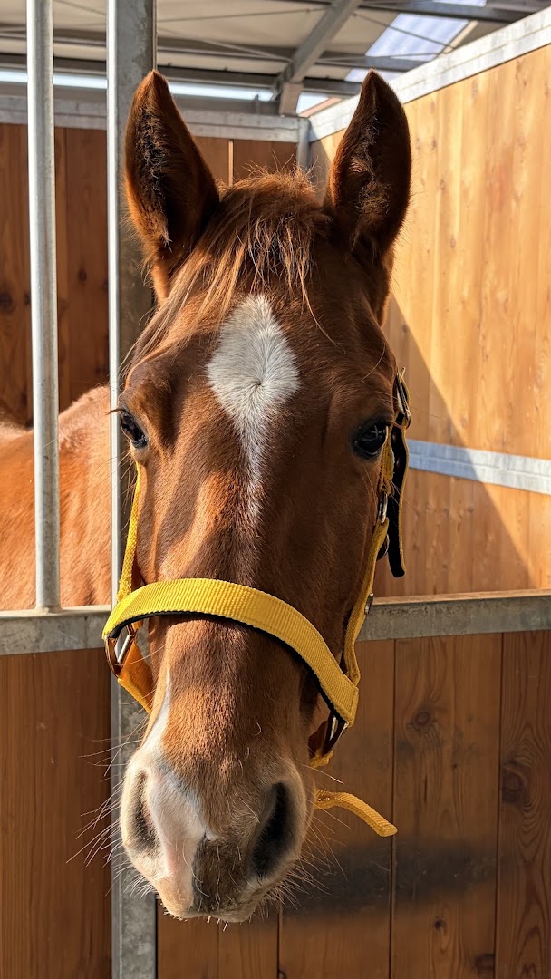ASD EASY RANCH