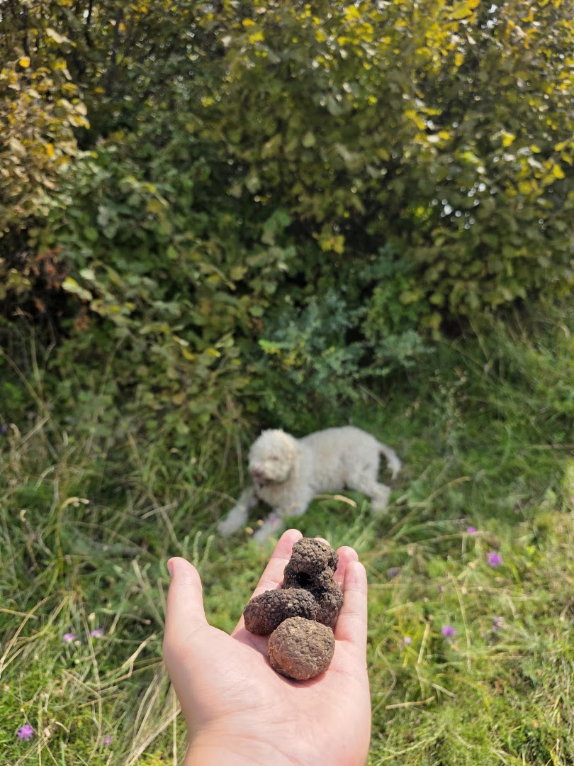 asd rugiada sport & truffle hunting experience, Verona