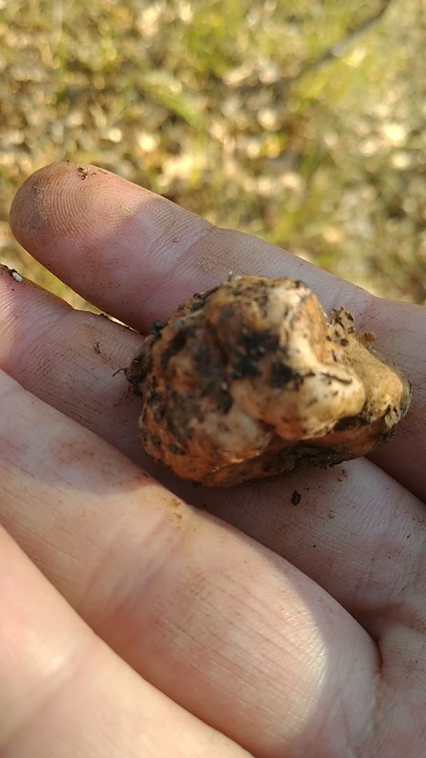 asd rugiada sport & truffle hunting experience