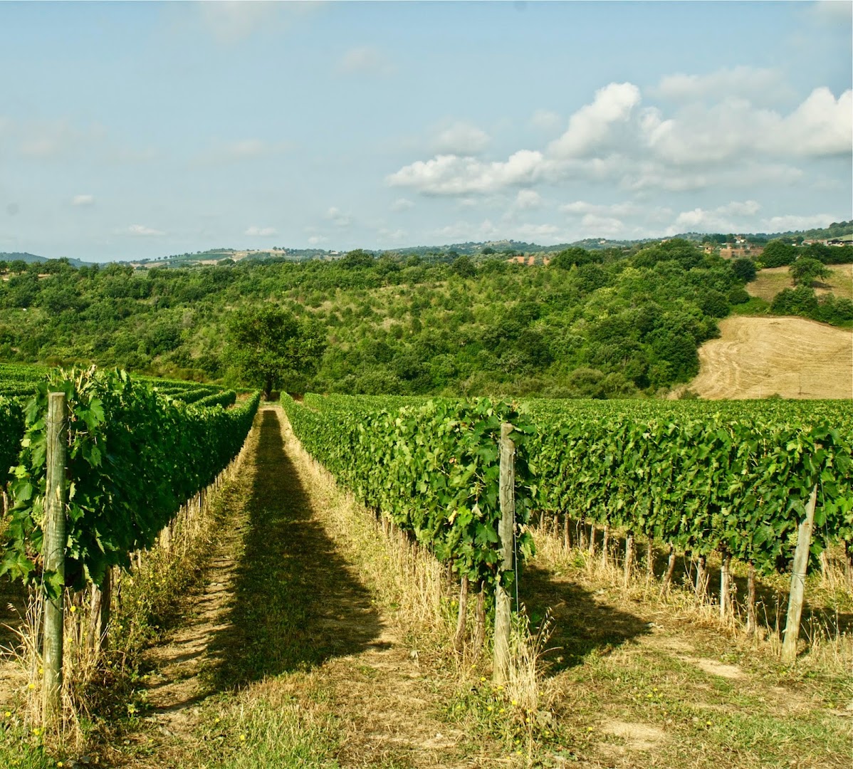 Az. Agr. Roccapesta. Morellino di Scansano DOCG.