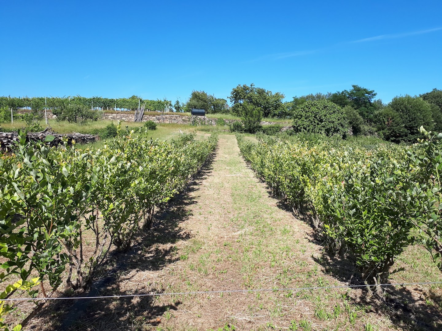 Az. Agricola e Agriturismo Cascina Salomone di Leone A.