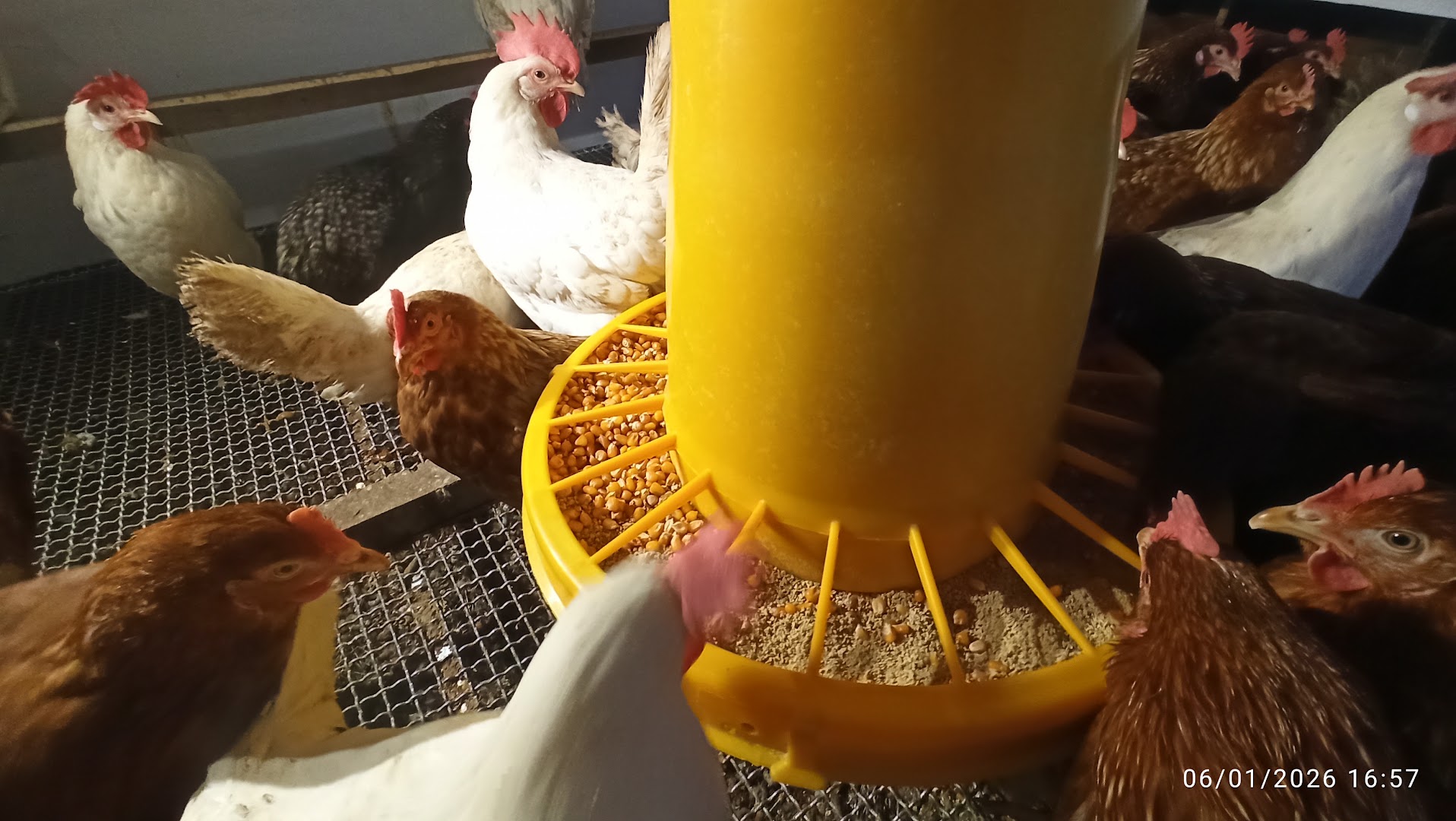 Azienda Agraria La Dogana Di Vanessa Mazzetti
