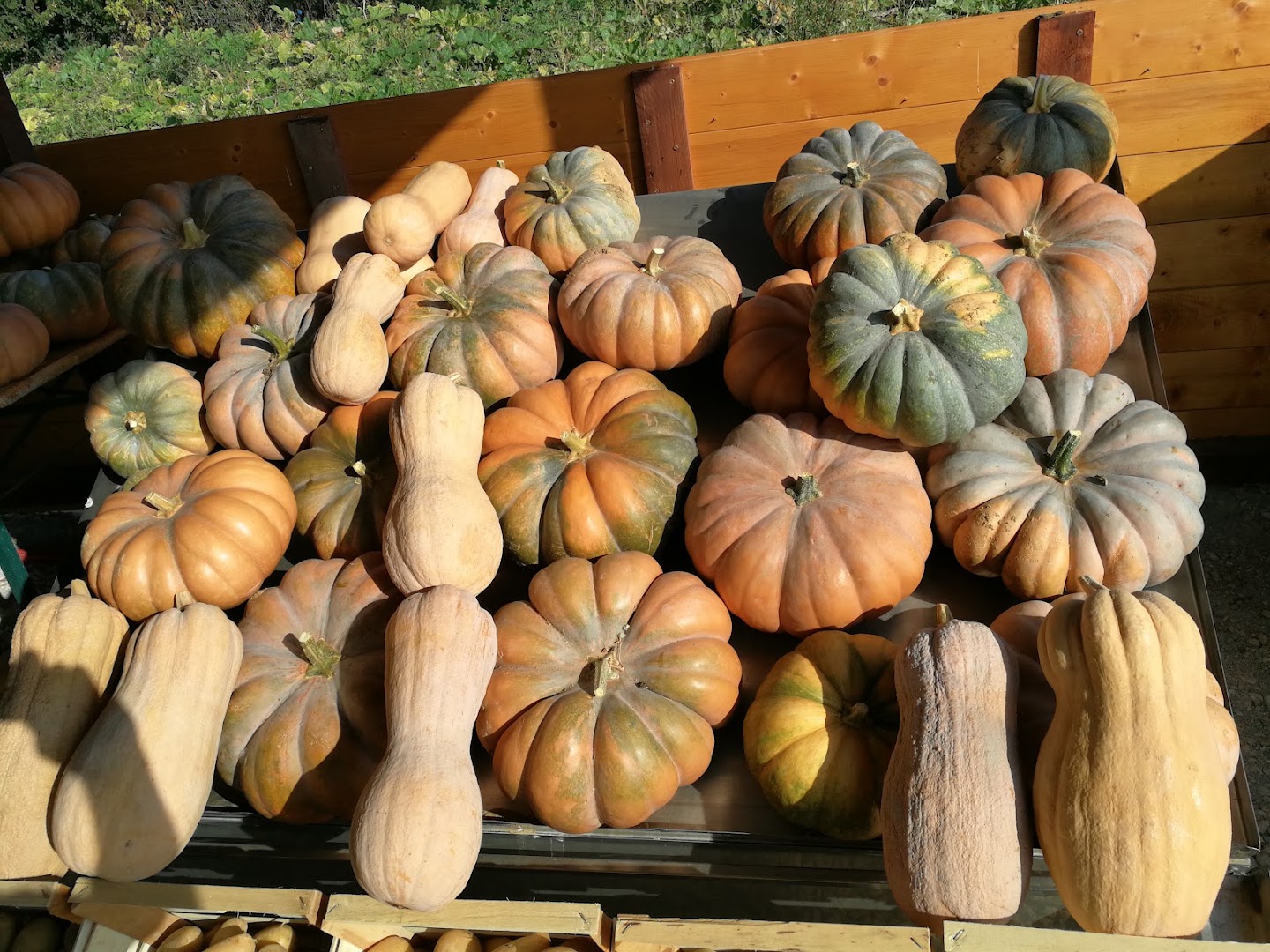 Azienda Agraria La Dogana Di Vanessa Mazzetti
