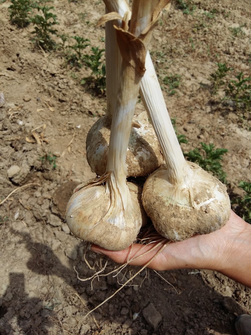Azienda Agraria La Dogana Di Vanessa Mazzetti