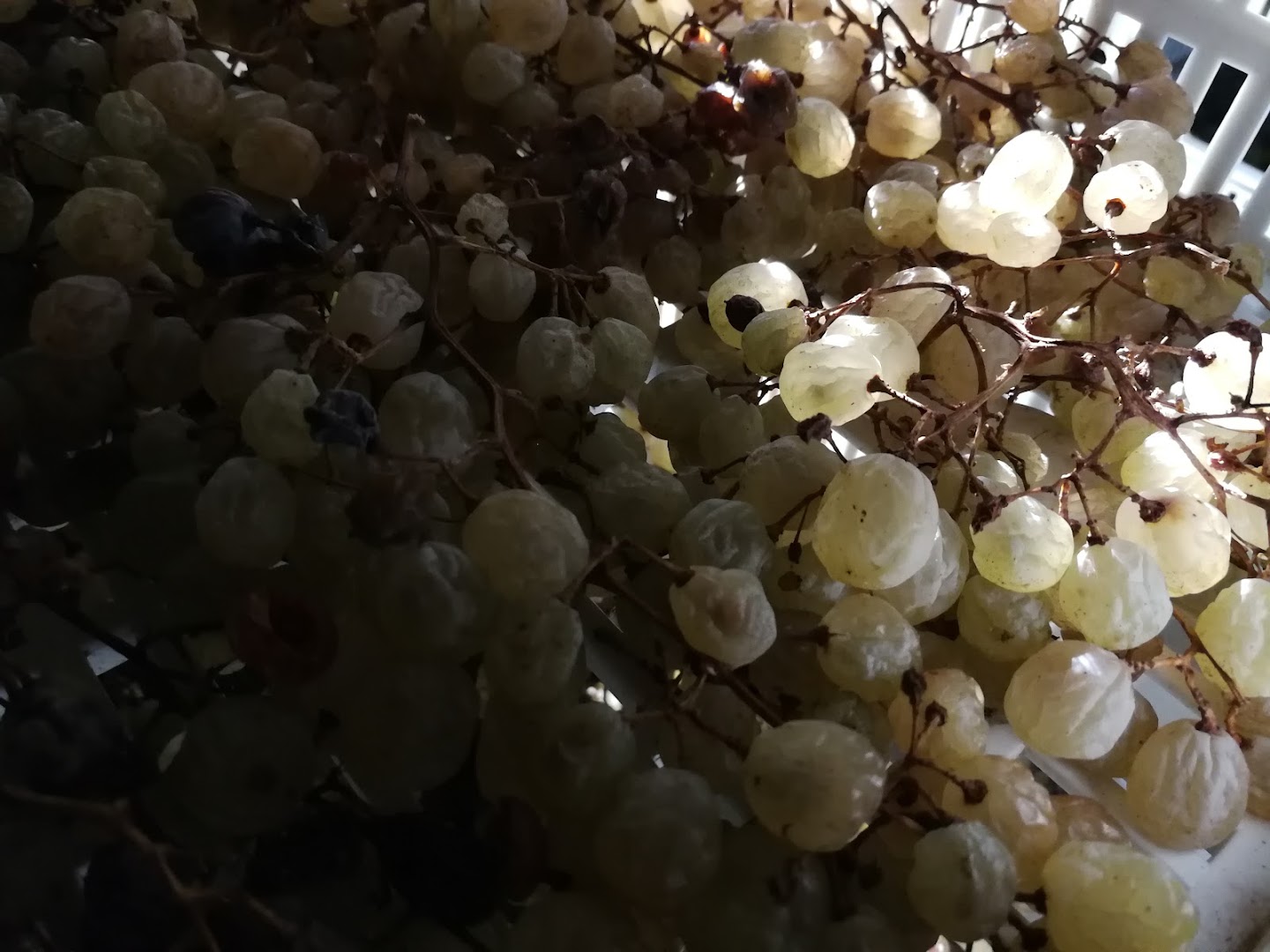 Azienda Agricola Angelo Da Ros