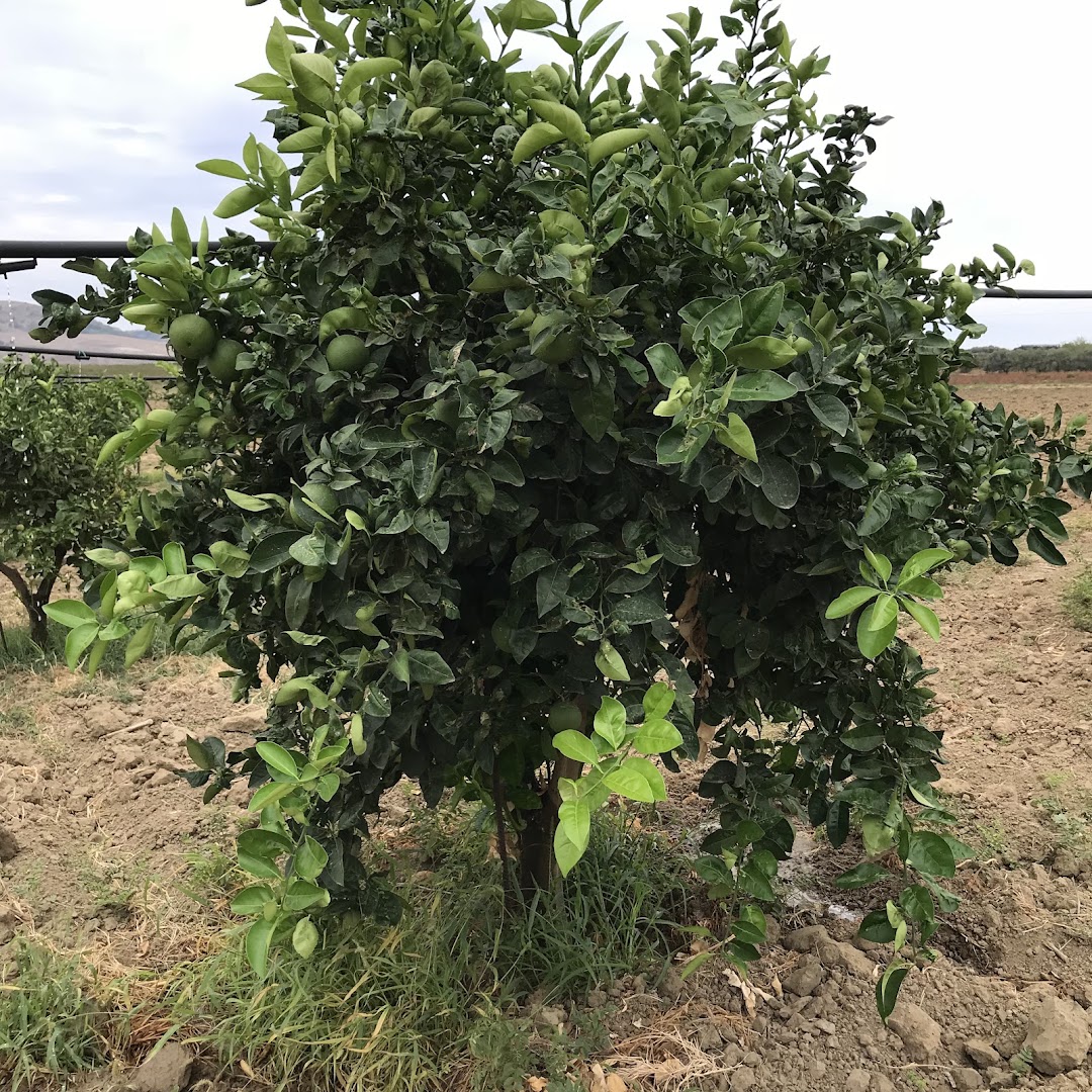 Azienda Agricola "AranceaDomicilio.it" Ribera (AG)