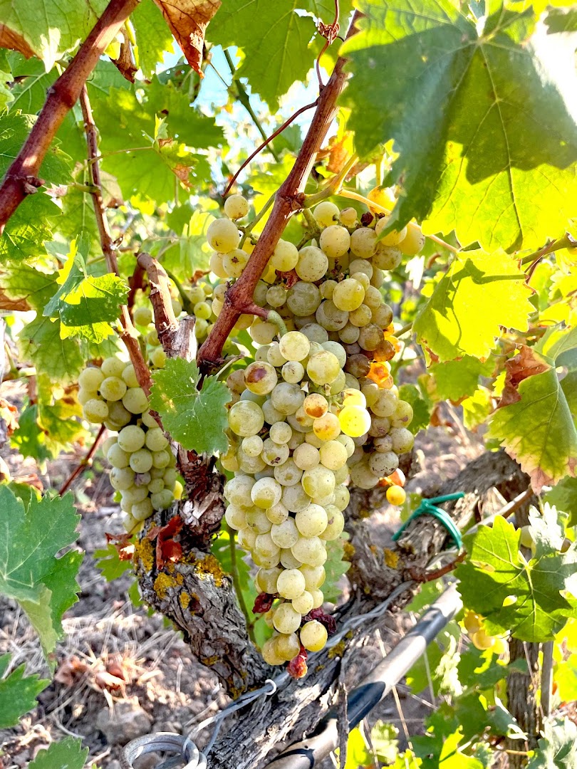 Azienda Agricola Bruno Rolli