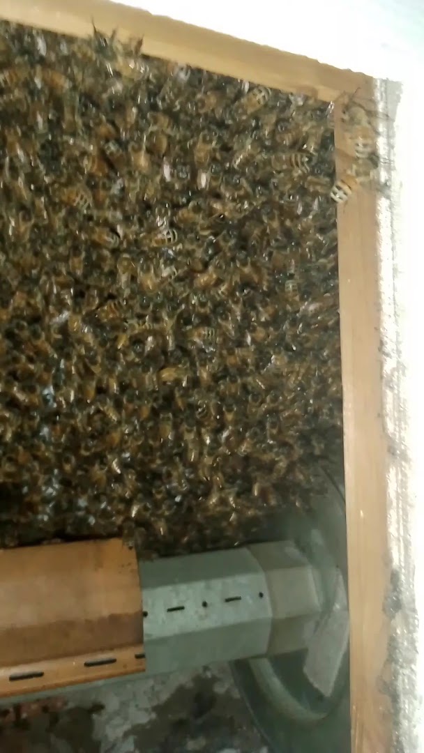 Azienda agricola colle S.Antonio produzione miele