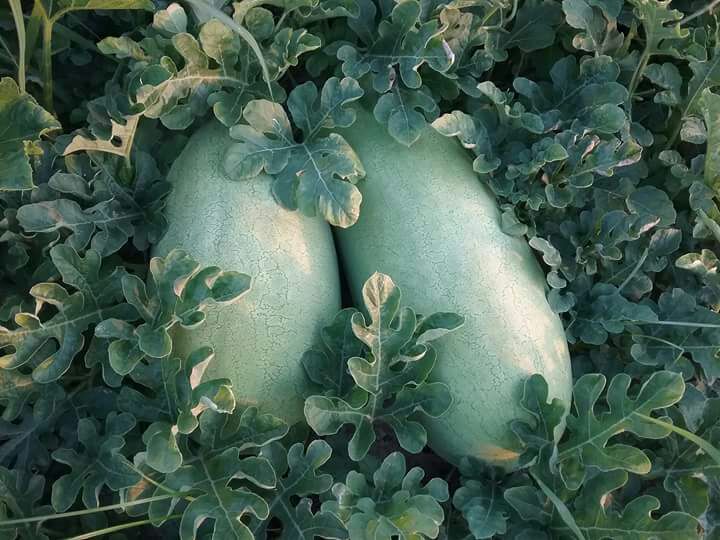 Azienda Agricola di Acerbi Giovanna Fruttivendolo Gastronomia