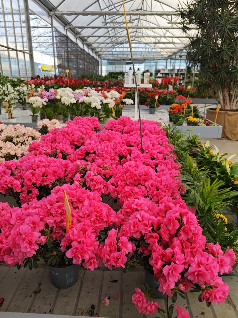 Azienda Agricola di Floricoltura Carallo