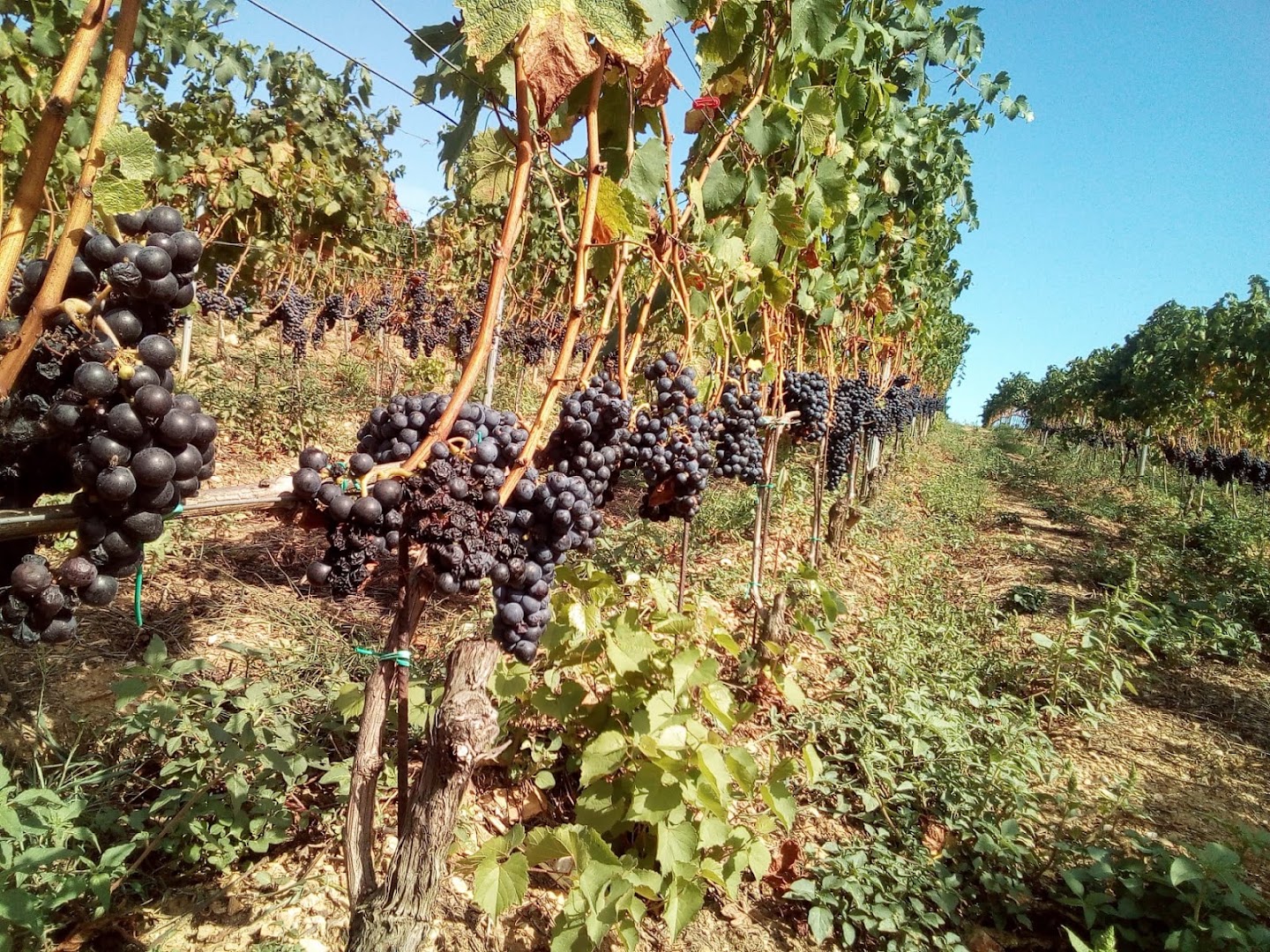 Azienda Agricola Fattoria Bonaparte