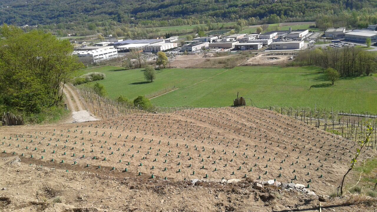 Azienda Agricola Folini