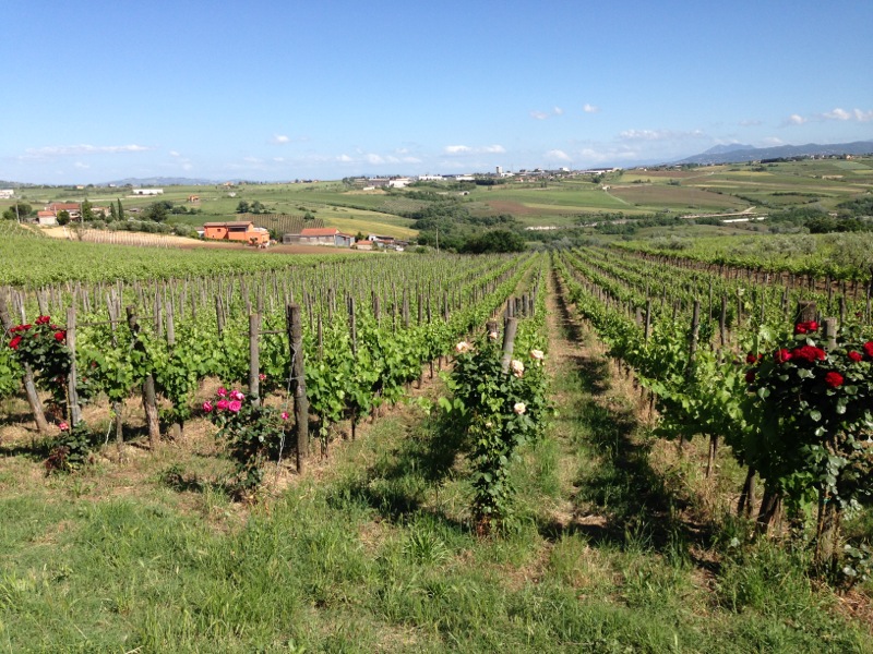 Azienda Agricola Fontanavecchia, Torrecuso