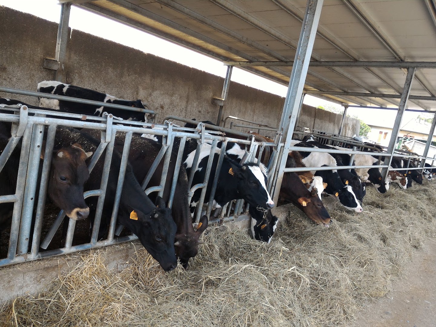 Azienda Agricola Fratelli Riboldi - Tregasio