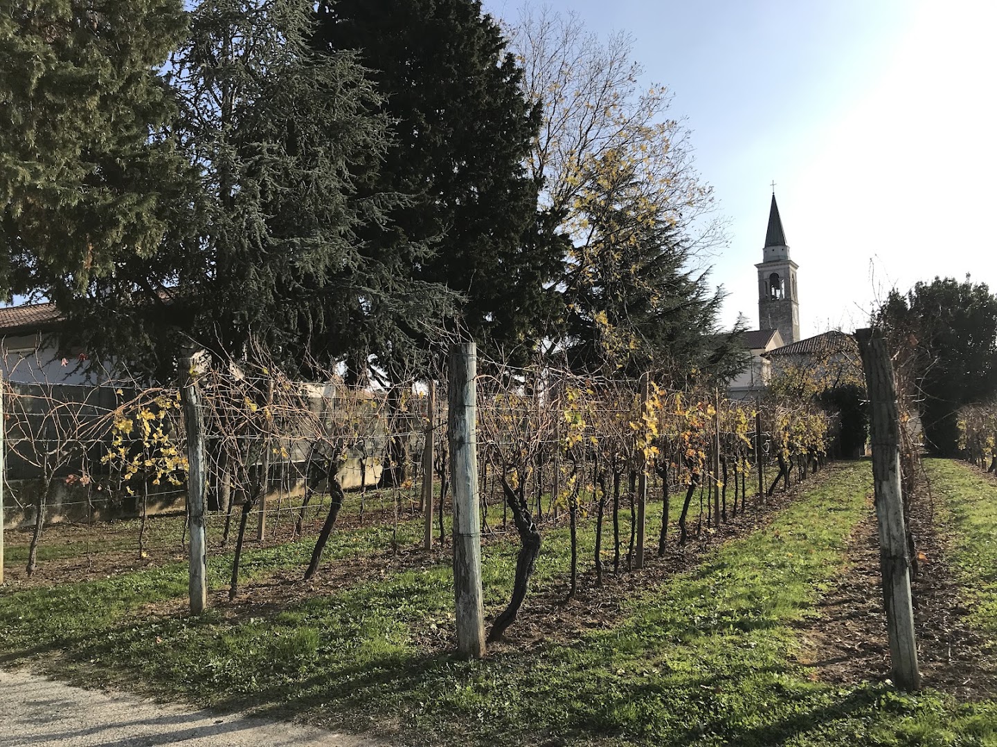 Azienda Agricola Grappolo D'Oro