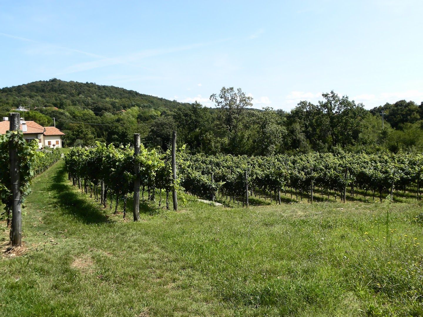 Azienda Agricola Kmetija Colja Jožko
